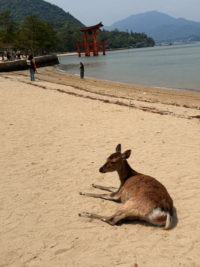 5D4N to Hiroshima from Penang via Hong Kong