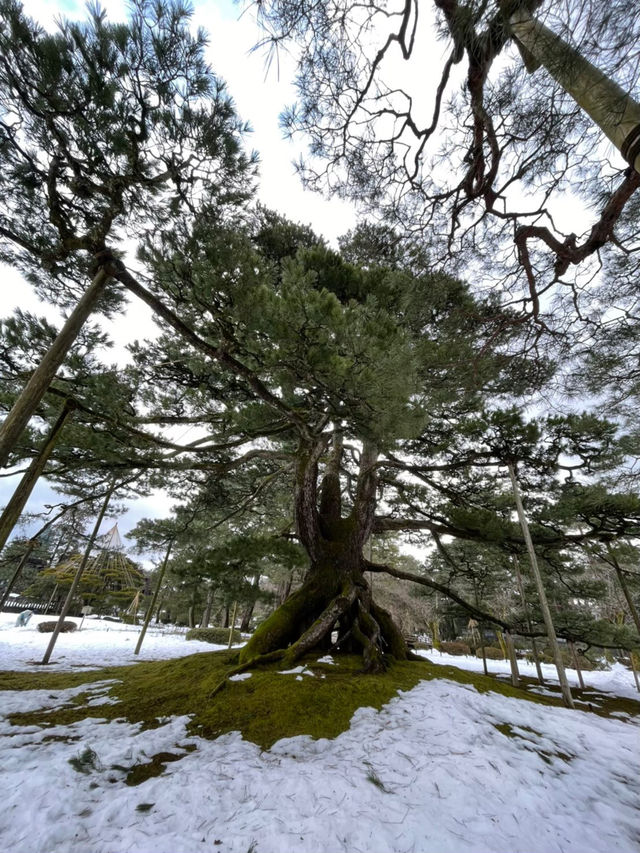 日本らしい厳かで凛とした雰囲気の歴史ある庭園🫶⛩
