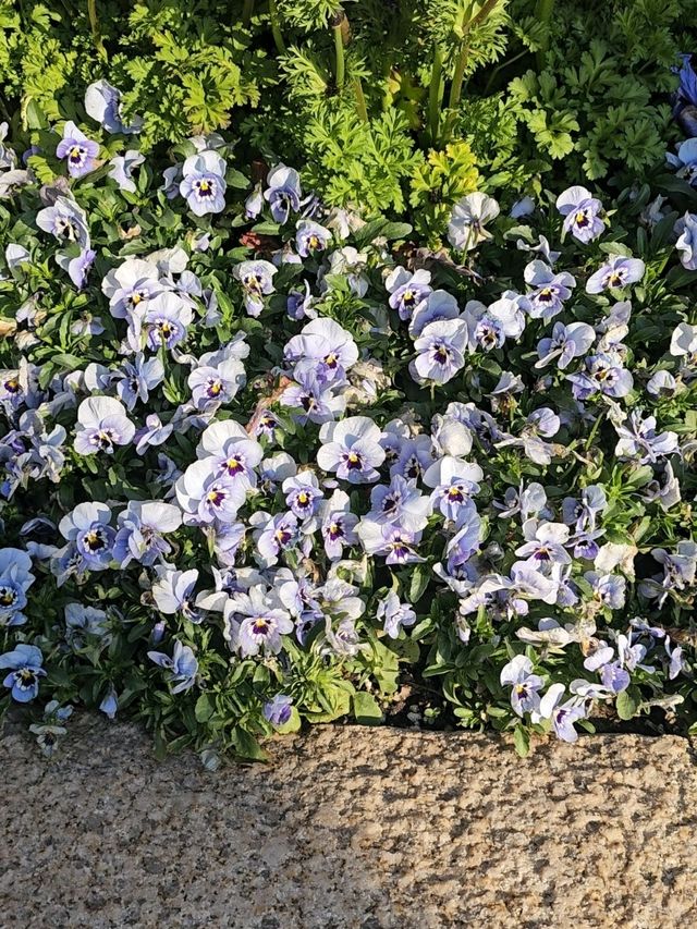 Spring Blossoms at Shanghai Disneyland Hotel Spring Blossoms at Shanghai Disneyland Hotel