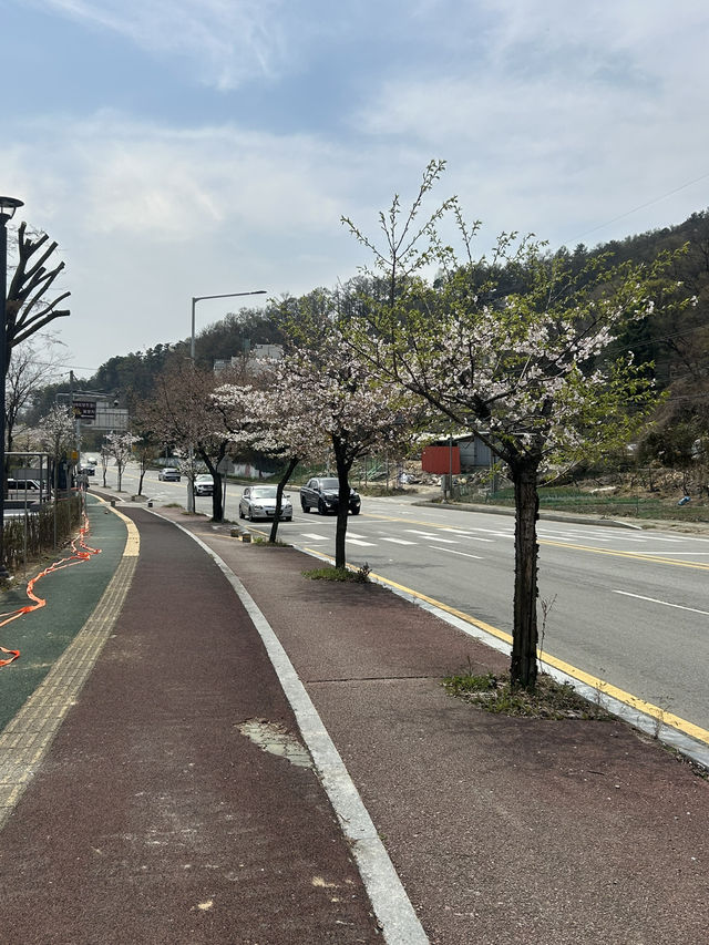 🌿 도심 속 작은 호수, 명암저수지에서의 여유로운 산책