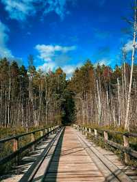#AncientWhispers – A Moment in Tyresta National Park