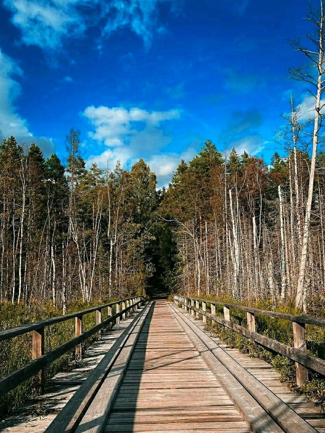 #AncientWhispers – A Moment in Tyresta National Park