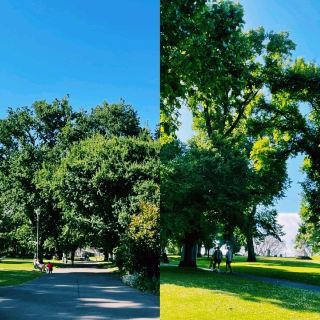 Melbourne's Peaceful Oasis in the City – A Stroll Around Albert Park Lake