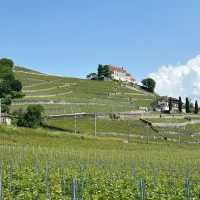 Lavaux Vineyard Terraces: A Summer Paradise of Sun, Wine & Alpine Views