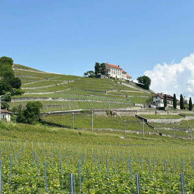 Lavaux Vineyard Terraces: A Summer Paradise of Sun, Wine & Alpine Views