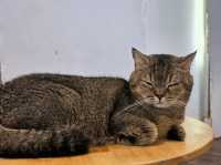 Mali Cat Cafe Bangsaen, Chonburi 