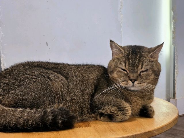 Mali Cat Cafe Bangsaen, Chonburi 
