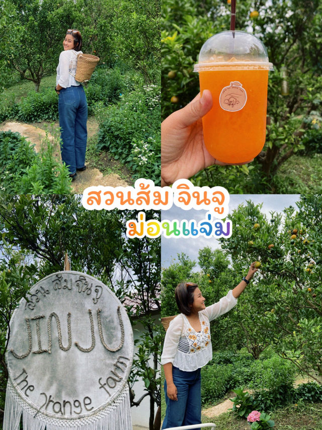 สวนส้ม Jinju เชียงใหม่  🍊