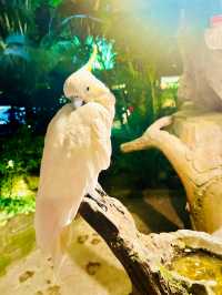 Whiskers & Wonders: The Enchanting Petting Zoo at Lost World of Tambun 