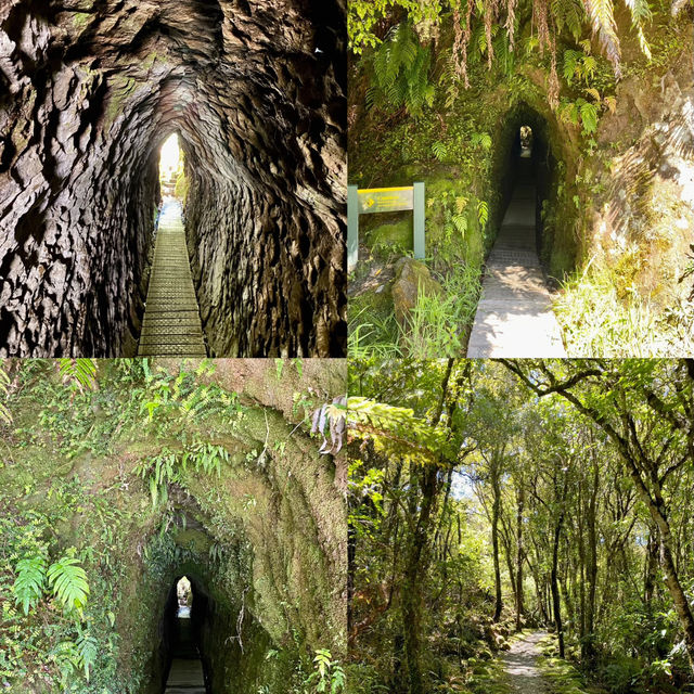 New Zealand South Island: West Coast 2-Day, 1-Night Adventure! 🏞️🚗