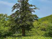 Quiet Trails and Mountain Zen in Jeongseon
