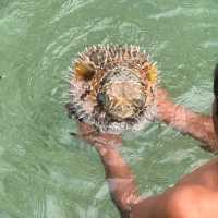 Karimunjawa: Indonesia's Hidden Gem Archipelago! 🇮🇩🏝️