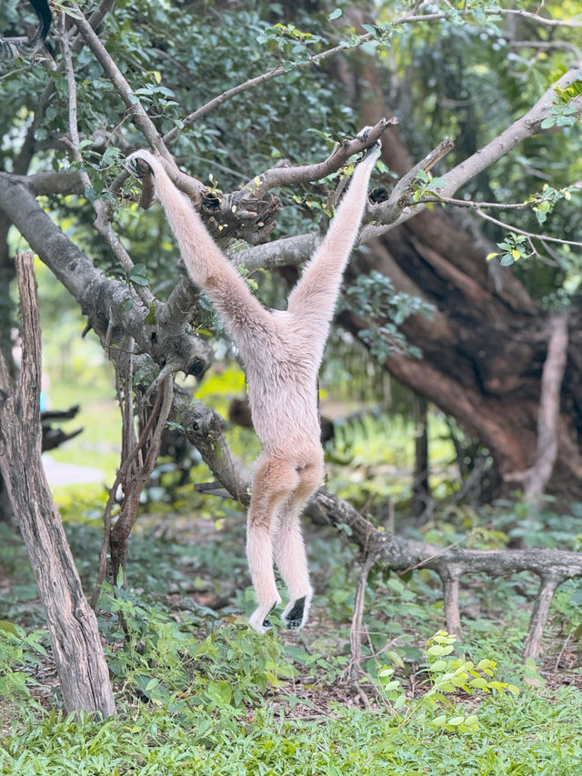 🌿🔥 走入野生奇蹟！綠山動物園大冒險！🌴🐘 🔥🌿