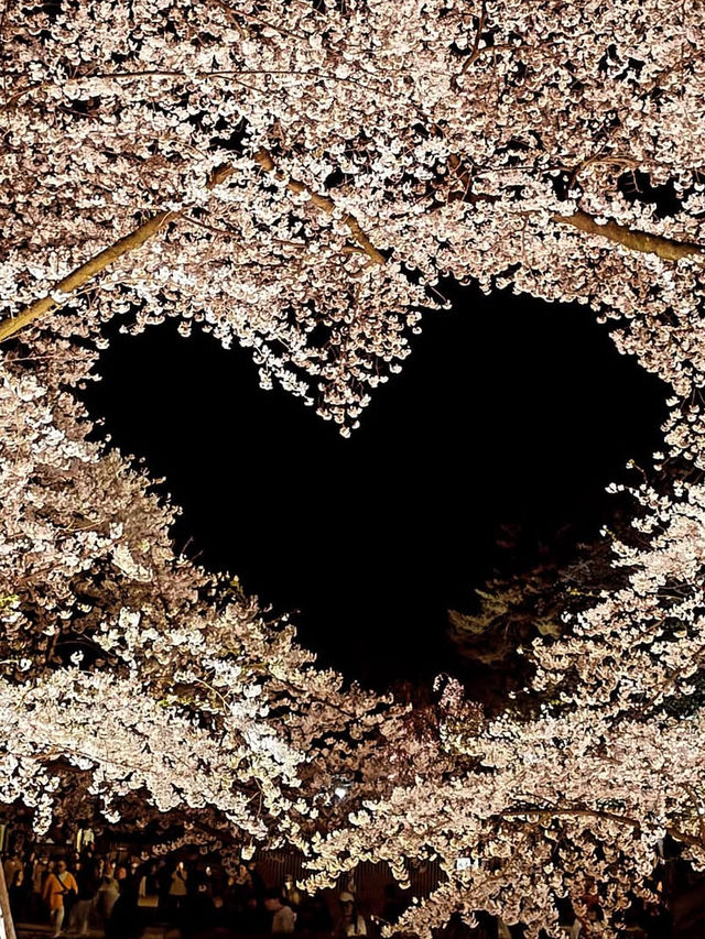 🎯【青森・弘前城】日本一美しい桜とお城のコントラストに感動