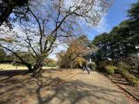🌸 Serenity in the City: Morning Strolls & Scenic Sips at Shinjuku Gyoen 🌿