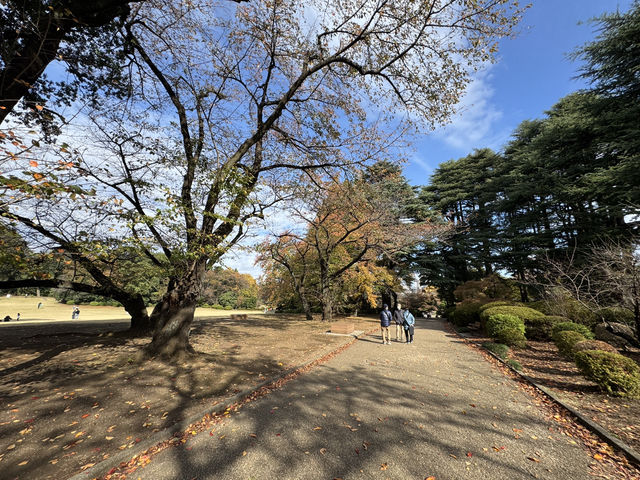 🌸 Serenity in the City: Morning Strolls & Scenic Sips at Shinjuku Gyoen 🌿