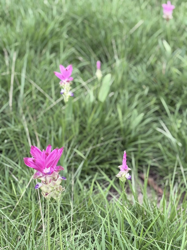 🌸 หนีเมืองกรุงมาสัมผัสธรรมชาติที่ “ชัยภูมิ” 🍃