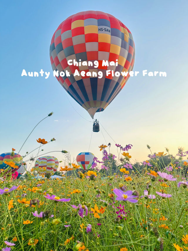 Heaven is a Field of Flowers and a Sky Full of Balloons @Aunty Nok Aeang Flower Farm, Chaing Mai 🎈🌸