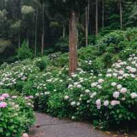 ทุ่งไฮเดรนเยียกลางป่าสนสวยที่สุดใน Fukuoka