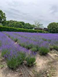 💜 Shanghai Lavender Park – A Provence-Inspired Purple Escape Next to Disneyland