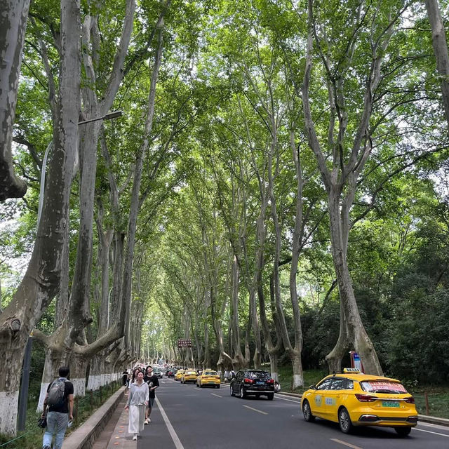 ⛰️ Nanjing Zhongshan Scenic Area – More Than Just 392 Steps 