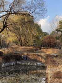 Yongsan family park เดินเล่นที่สวนยงซาน 🧺