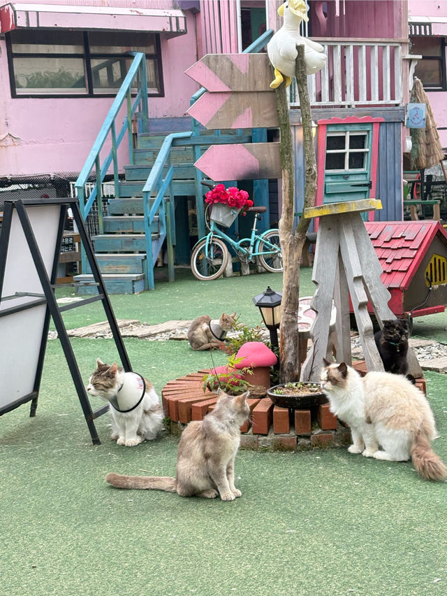 🤎🤍영흥도 고양이와 고양이역
