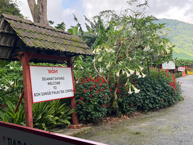 🌿 Highlands Escape at BOH Tea Plantation, Cameron Highlands