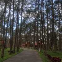 🌲Doi Bo Luang FIO – ที่พักกลางสวนป่าสน ในเชียงใหม่