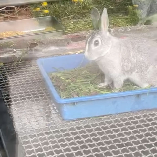 無料で見れる！動物園