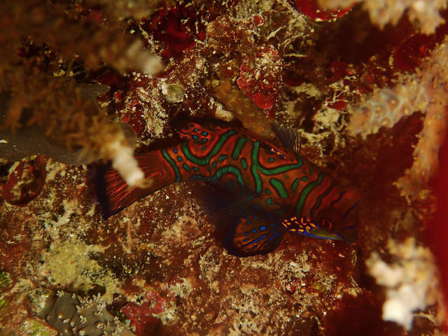 Diving liveaboard sokaraja