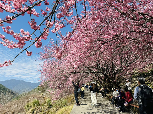 武陵農場賞櫻