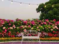 As dawn comes by, the hydrangeas blossomed in full glare
