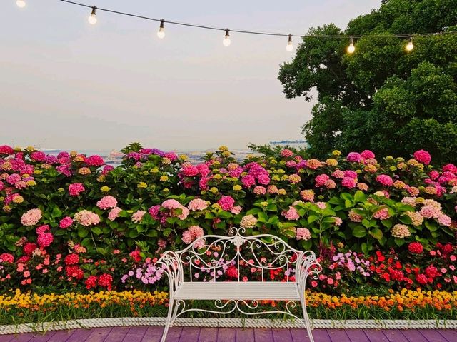As dawn comes by, the hydrangeas blossomed in full glare