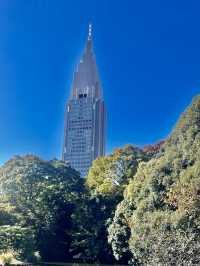도심 속 단풍 정취🍁 신주쿠 교엔 가을 산책
