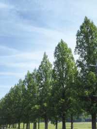 【四季で表情を変える絶景並木道🌲】メタセコイア並木で風を感じる旅✨