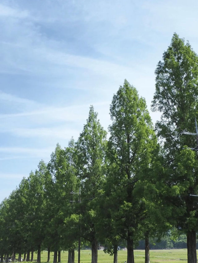 【四季で表情を変える絶景並木道🌲】メタセコイア並木で風を感じる旅✨