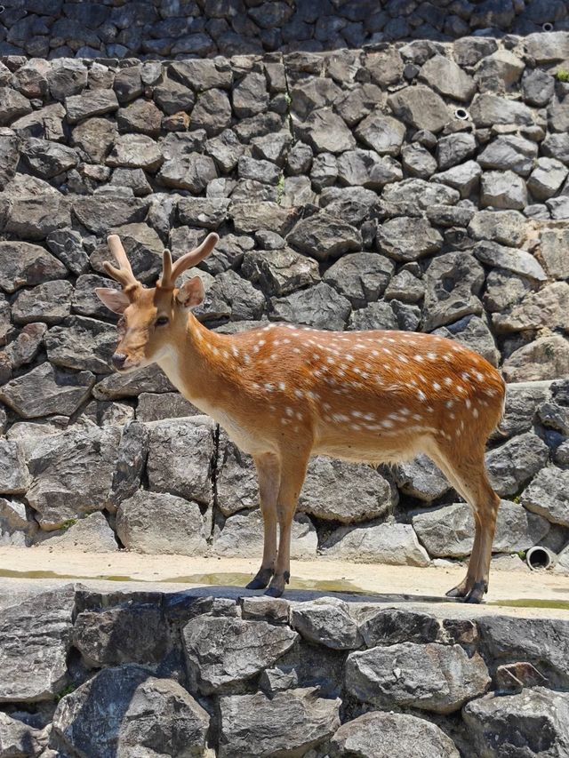  ～濱松市動物園～生命交響曲～
