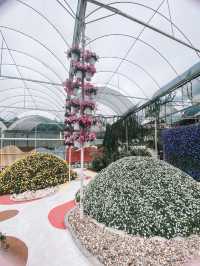 A Bloom Lover’s Paradise: Agro Market Cameron Highlands🌸