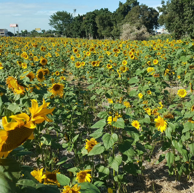 雲林莿桐花海🌻