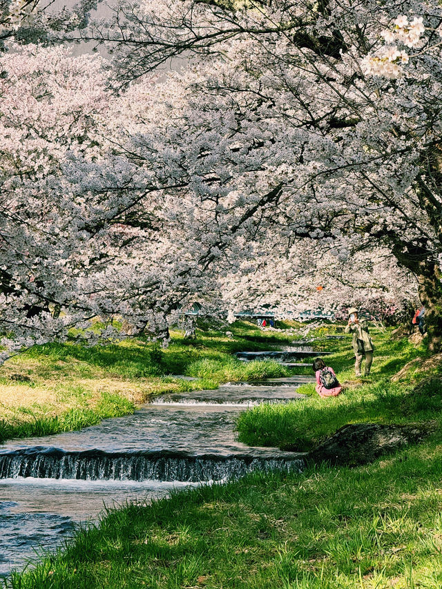 🌸 Kannonji River – อุโมงค์ซากุระริมแม่น้ำ