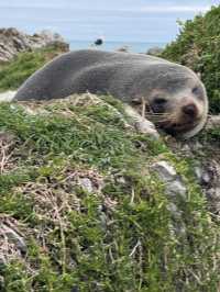 I have never been that close to a seal.