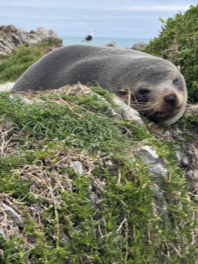 I have never been that close to a seal.