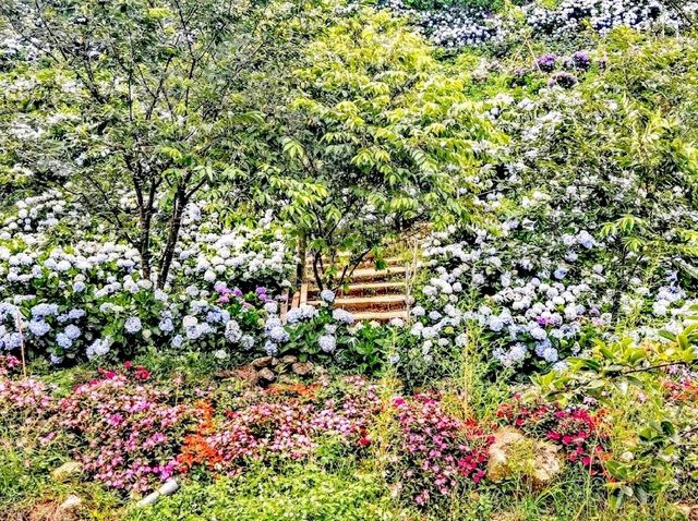 高家繡球花田