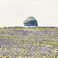 🌿 Solo Travel Escape: Lavender & Moai at Makomanai Takino Cemetery, Sapporo!