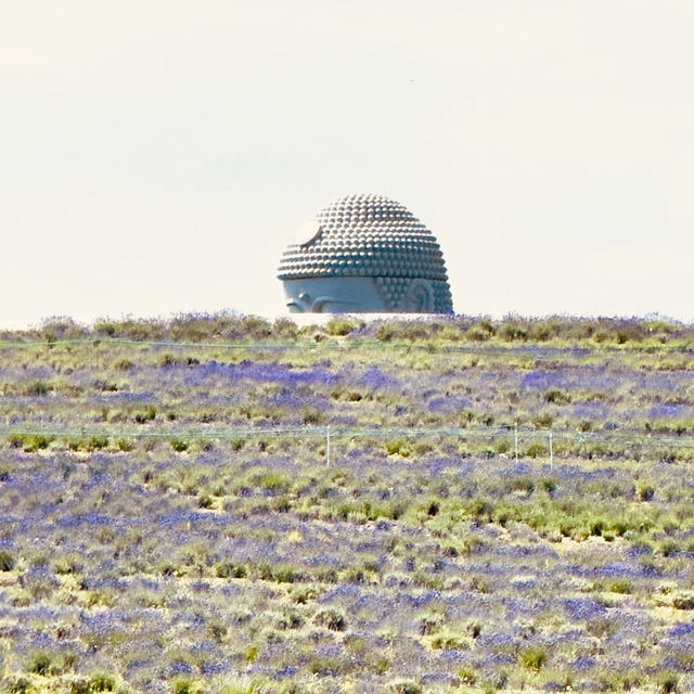 🌿 Solo Travel Escape: Lavender & Moai at Makomanai Takino Cemetery, Sapporo!