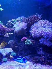 พาชม SEA LIFE Kelly Tarlton’s Aquarium, NZ🇳🇿