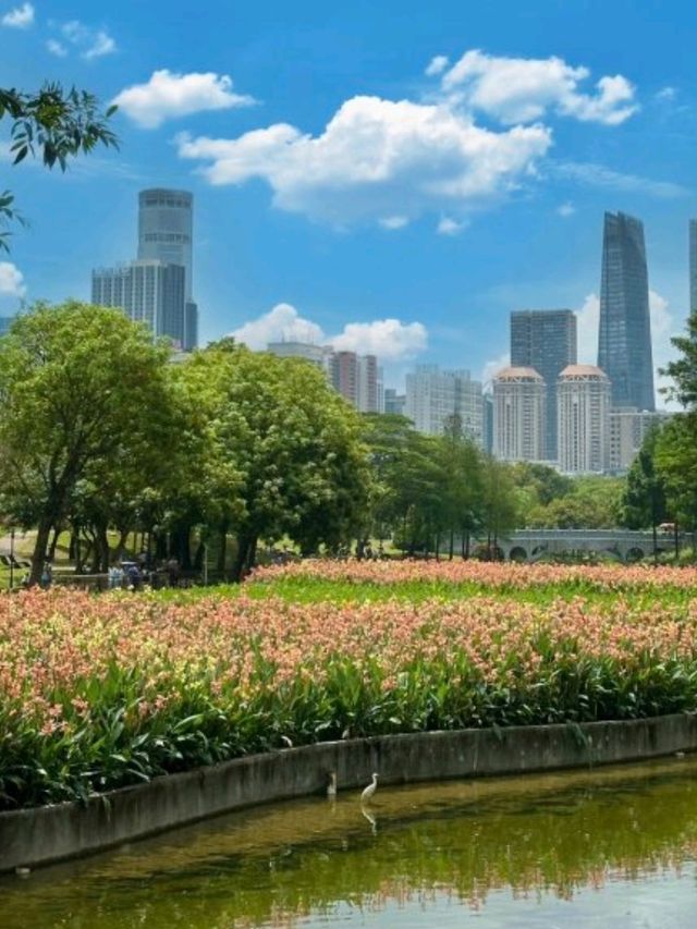 深圳中心公園｜藏在公園裏的宮崎駿☁️