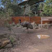 Werribee Open Range Zoo – Melbourne