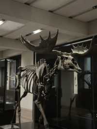 The Wounded Healer: Museum Island’s Resilient Heart